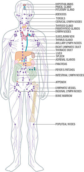 The Human Immune System