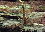Indian Rhubarb 
Root