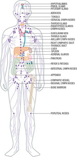 The Human Immune System