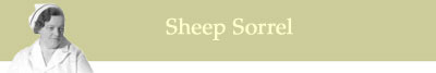 About Sheep Sorrel