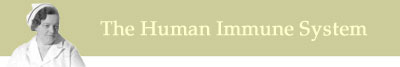 About the Human Immune System