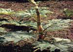 Indian Rhubarb Root