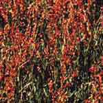 Sheep Sorrel