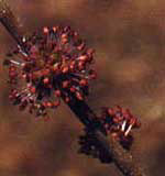 Slippery Elm